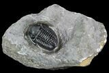 Detailed Gerastos Trilobite Fossil - Morocco #108489-1